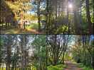 Woodland walk