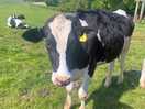 Great to wake up to friendly cows