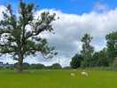 Sheep in the next field