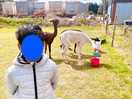 Campsite image along with alpaca having breakfast.