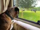 I want to be with the moo cows