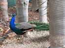 Peacocks wonder around freely as well as ducks and other birds.