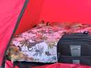 Dogs accommodation for the night