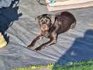Dog life