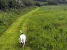 Dog park