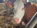 Lovely animals