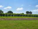 Orchard view