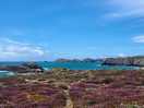 On walk from porth clais to whitesands