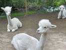Alpacas relaxing on site