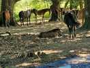 A pony get together