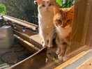 Visitors