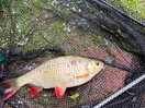 Nice rudd from the bottom lake