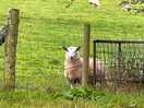 Goats and sheep on the site