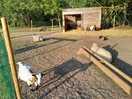 Parc des animaux