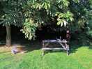 The picnic bench and woodland area on pitch 1