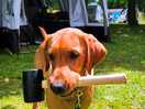 Basil helping out
