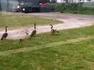 Geese