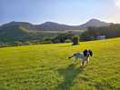 Dog friendly campsite was perfect for our spaniels.