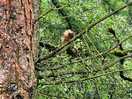 Red squirrel