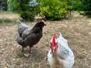 Friendly chooks