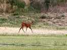 Watching the wildlife