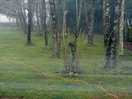 Forest surroundings