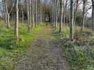Secure woodland dog walking area