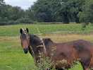 Mr ed.