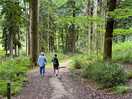 A forest stroll