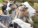 The goats on site