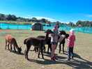 My son meeting the alpacas