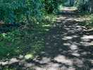 Forrest walk