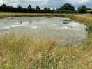 Pond