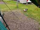 Resident ducks, no fear of humans, will give you a chase.