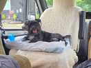 Happy dog