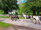 Horses passing by the pod.