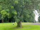 Good lawn for the children to play