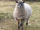 Sheep