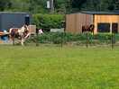 The larger of the 2 horses in the barn