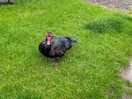 Resident muscovy ducks