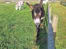 One of the super friendly donkies!