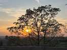 Sun setting through the trees