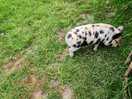 Piglet