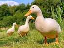 Friendly ducks at the fishing lake