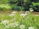 Beautiful wildlife haven. red kites, buzzards, swifts, house martins.