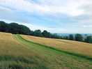 Cut grass