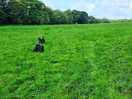 Dogs loved it