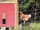 Chickens next to the tent