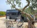 Olive trees