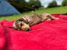 Bonnie having a little snooze after a long walk/run around the field